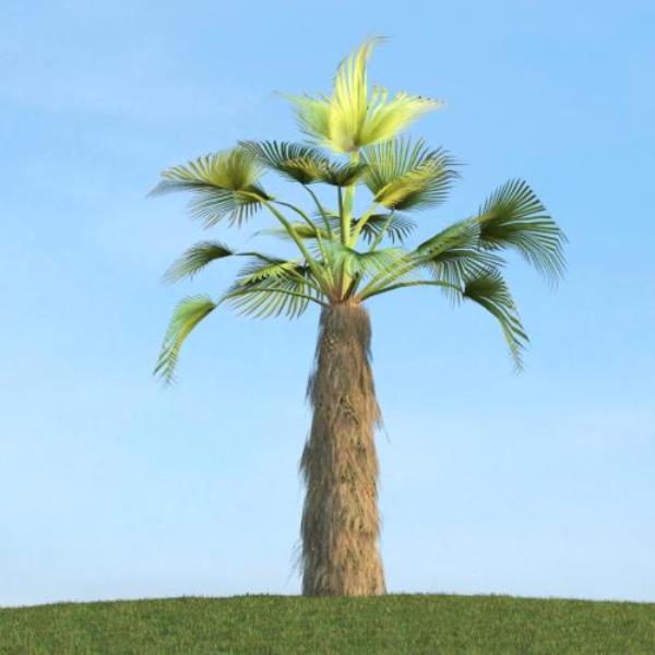 Tropical tree - دانلود مدل سه بعدی درخت استوایی - آبجکت سه بعدی درخت استوایی - دانلود آبجکت سه بعدی درخت استوایی -دانلود مدل سه بعدی fbx - دانلود مدل سه بعدی obj -Tropical tree 3d model free download  - Tropical tree 3d Object - Tropical tree OBJ 3d models - Tropical tree FBX 3d Models - 